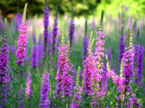 Purple Loosestrife - Lake Scientist