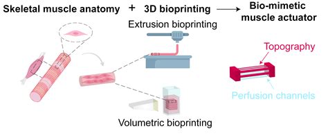 Multiscale Biohybrid Tissues For Robotics Driven By Applications In