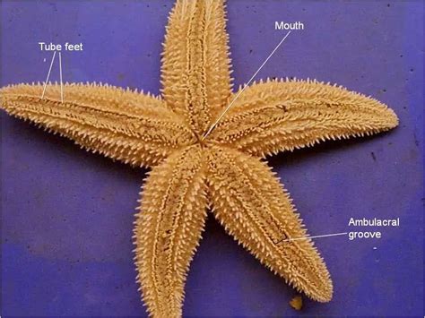 Starfish Dissection Biology Junction