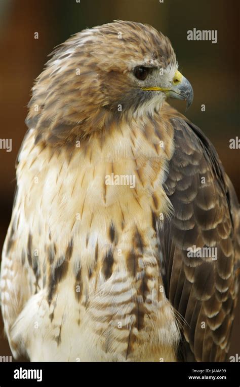 Raptors Stock Photo Alamy