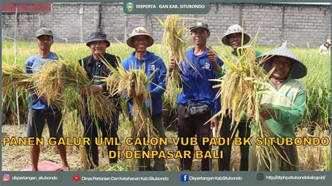 PANEN GALUR UJI MULTILOKASI CALON VARIETAS UNGGUL BARU PADI BK