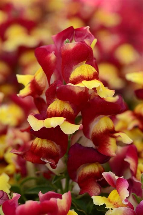 Antirrhinum Majus Snapshot Red Bicolor Dwarf Garden Snapdragon