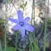 Agrostocrinum Scabrum Blue Grass Lily Seed X Ole Lantana S Seed Store