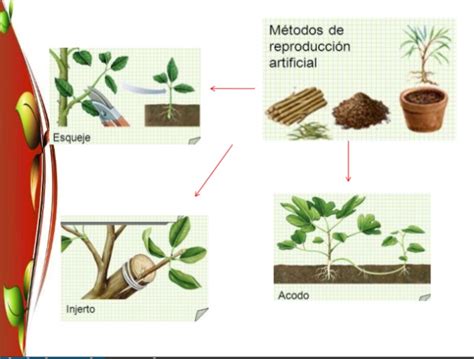 Tomi Digital I La Reproduccion De Las Plantas Reproduccion Asexual