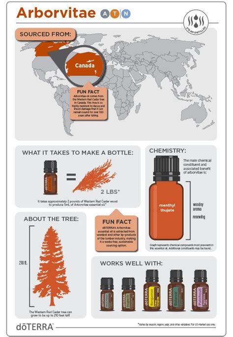 Pin On DoTERRA Infographics