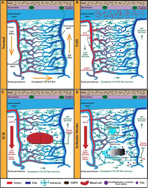 Frontiers The Glymphatic System A Novel Therapeutic Target For