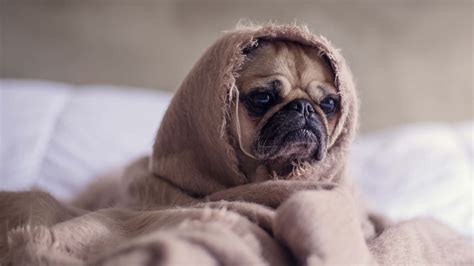 Download Funny Dog Wrapped With Blanket Picture