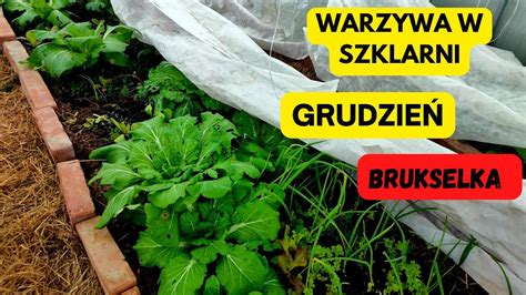 WARZYWA W GRUDNIU Szklarnia z poliwęglanu Co uprawiać zimą w szklarni