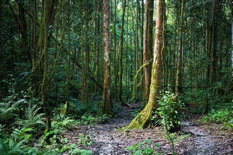 ANTOINE BOUREAU Sous bois Forêt tropicale humide Papouasie Nouvelle