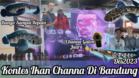 Bandung Channa Contest 2023Channa Progress Galon Ikutan Kontes YouTube