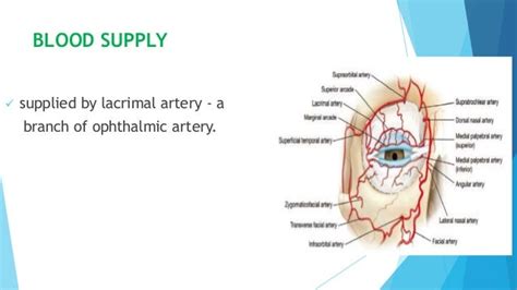 Anatomy Of Lacrimal Gland