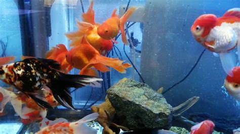 Pesci Rossi Orifiamma Oranda E Calico L Acquario Di Francesco