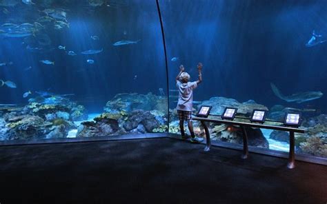 What Time Does The Aquarium Open Today - Aquarium Views