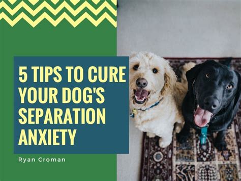 5 Tips To Cure Your Dogs Separation Anxiety