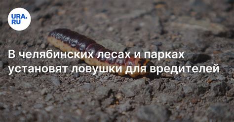 На кого ставят феромонные ловушки в лесах и парках Челябинской области
