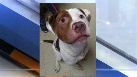 Dog Spent 602 Days In Ohio Shelter Before Being Adopted Now He Needs