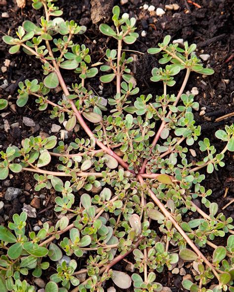 Foraging Purslane Identification Look Alikes And Uses