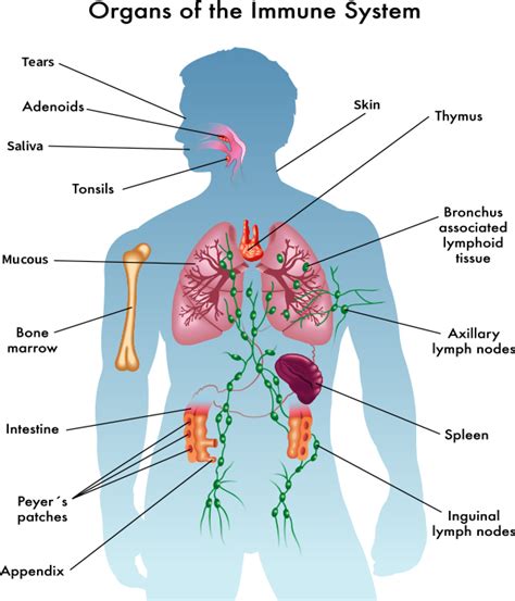 Organs And Function Of The Immune System Images And Photos Finder