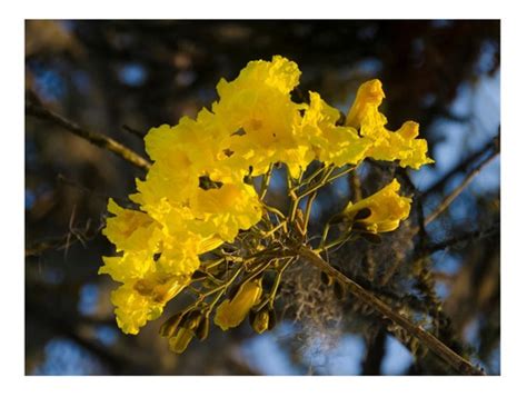 100 Sementes De Ype Ipe Amarelo Agrotecwb