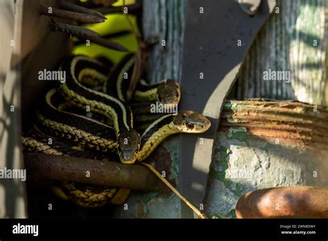 The Common Garter Snake Thamnophis Sirtalis Stock Photo Alamy
