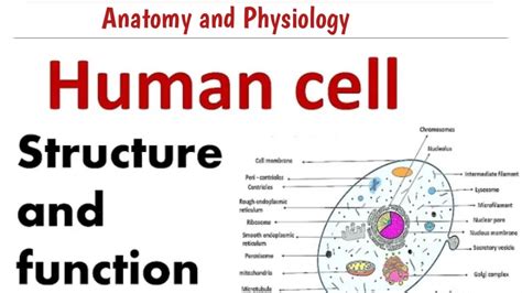 Human Cell Ll Anatomy And Physiology Ll D Pharma St Year Youtube