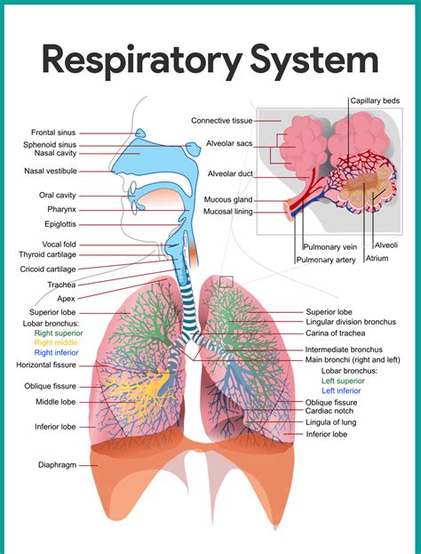 Upper Respiratory System Diagram