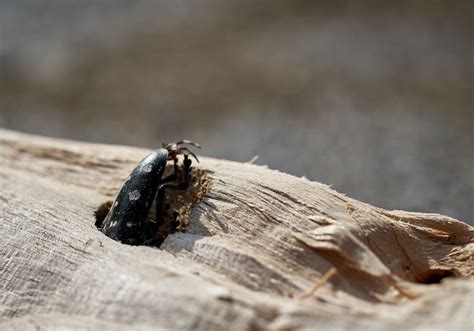 Most Common Tree Pests And Diseases In The Uk