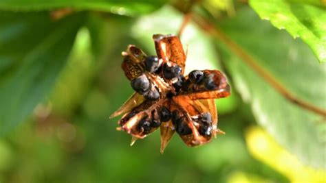 Hibiscus Seed Pods Guide For Newbie Gardeners