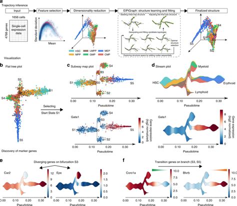 Single Cell Trajectories Reconstruction Exploration And Mapping Of