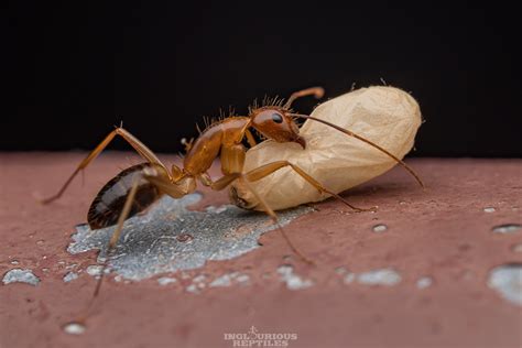 Camponotus Sp Inglourious Reptiles Flickr