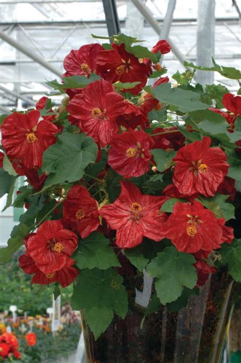 Abutilon X Hybridum F1 Hybrid Bella Series Deep Coral Seeds £315