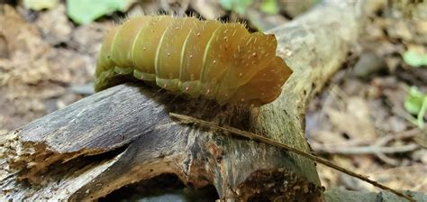 Luna moth caterpillar found in Upstate NY. : r/Entomology