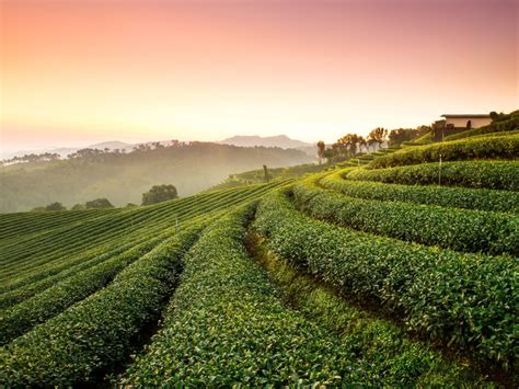 Tea Plantation Wallpapers - Wallpaper Cave