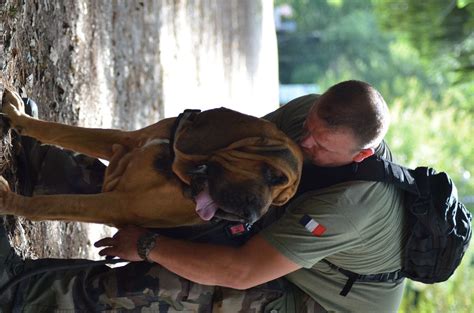 Accueil Elevage Des Limiers De L Abbaye D Elnon Eleveur De Chiens