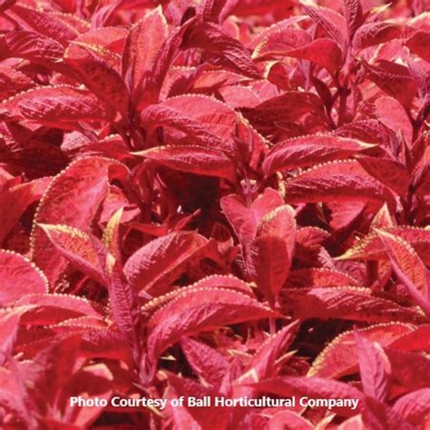 Wizard Coleus Archives Honeymoon Acres Greenhouse