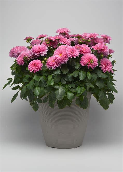 10 Dahlia Container Falk Nurseries