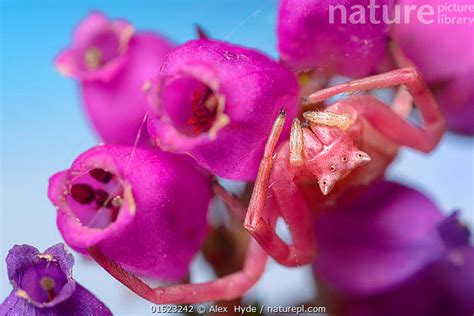 Stock Photo Of Crab Spider Female Thomisus Onustus Camouflaged On