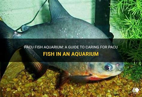 Pacu Fish Aquarium: A Guide To Caring For Pacu Fish In An Aquarium ...