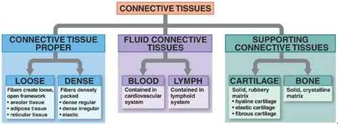 Diagram Of Types Of Connective Tissue Types Of Connective Ti