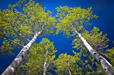 Spring Quaking Aspen - Jeffrey Favero Fine Art Photography