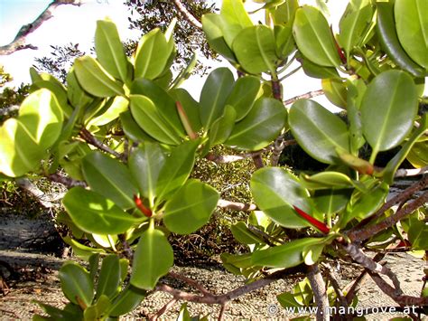 Rhizophora Stylosa Stilted Mangrove