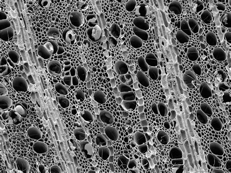 Charcoal Sem Photograph By Scimat Pixels