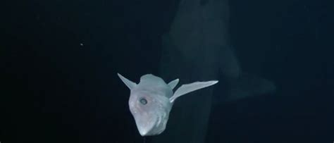 Mysterious Deep Sea Ghost Shark Caught On Film For First Time Video