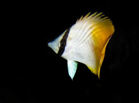 Threadfin Butterflyfish Chaetodon Auriga Marine Life Identification