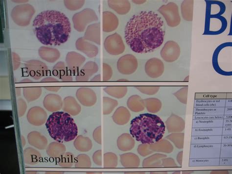 Eosinophils & Basophils | Eosinophils & Basophils | Flickr