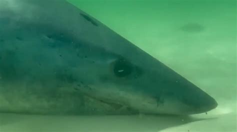 Video Deceased Mako Shark Spotted In Gulf At Pensacola Beach