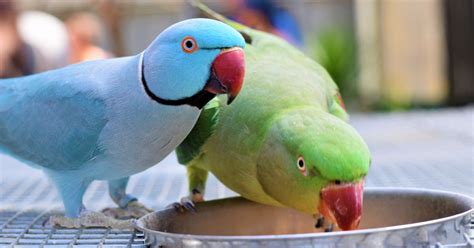 Why Do Parrots Grind Their Beak An Insightful Explanation World