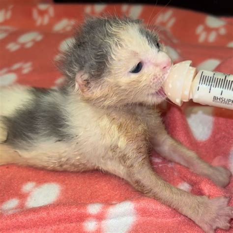 Tiny Kittens Saved By Kind Rescuer After Being Abandoned In A Box At A