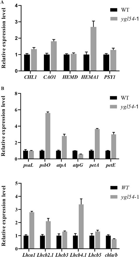 Quantitative Real Time Pcr Analysis Of Genes Associated With A