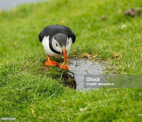 Cute Atlantic Puffin Drinking Water From A Small Water Puddle Stock